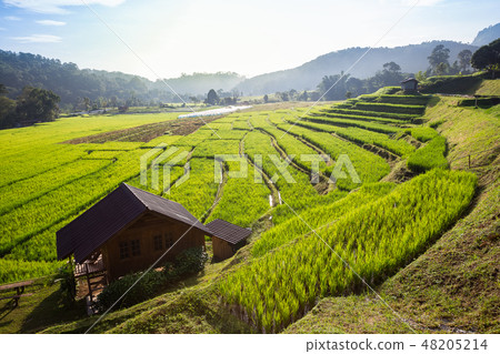 rice field scenery in Thailand 48205214