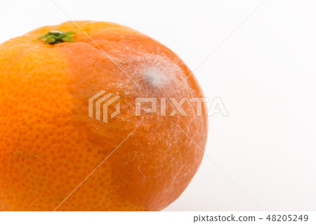 Rhizopus stolonifer inoculation infected with mandarin oranges 5th day of inoculation 48205249