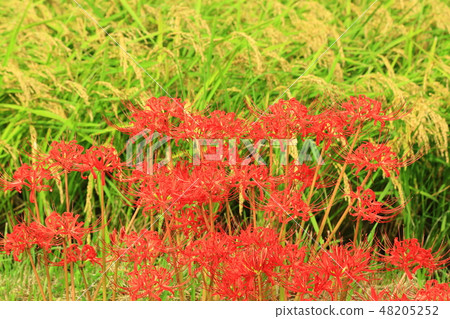 Cluster amaryllis 48205252