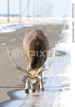 Ezoshika drinking snow melting water on the street (male simple body) B 48205616