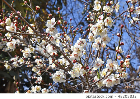 White plum White plum 48205832