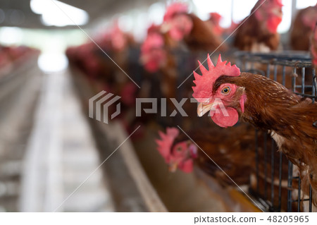 Chicken in the factory, Hens in cages 48205965