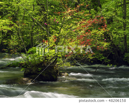 Azalea and Oirase stream (Aomori) Azalea and Oirase stream (Aomori) 48206158