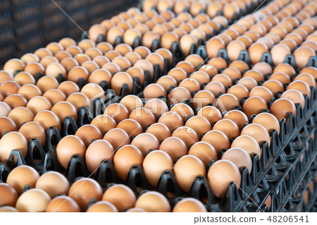 Egg panels arranged on a chicken farm Egg panels arranged on a chicken farm 48206541
