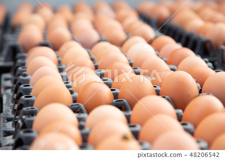 Egg panels arranged on a chicken farm Egg panels arranged on a chicken farm 48206542