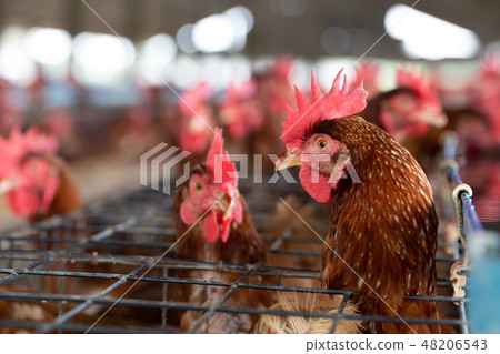 Chicken in the factory, Hens in cages Chicken in the factory, Hens in cages 48206543