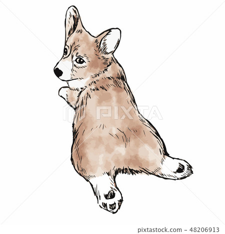 Pembroke Welsh Corgi Dog Pembroke Welsh Corgi Dog 48206913