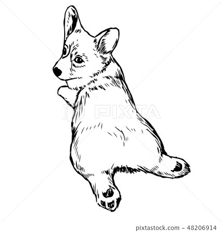 Pembroke Welsh Corgi Dog Pembroke Welsh Corgi Dog 48206914