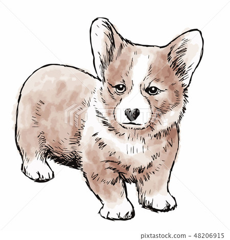 Pembroke Welsh Corgi Dog Pembroke Welsh Corgi Dog 48206915