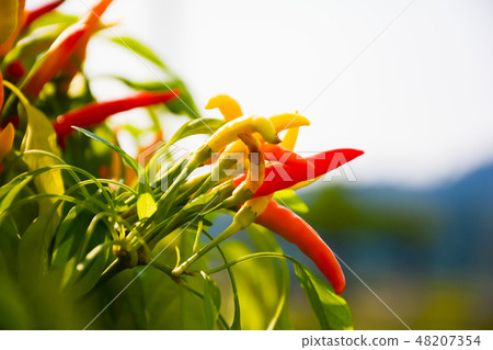 Green, yellow and red Chilli or Chilli peppers Green, yellow and red Chilli or Chilli peppers 48207354