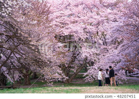 Cherry blossom viewing at Shiun Cloud Cherry blossom viewing at Shiun Cloud 48207451