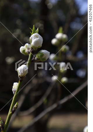 京都御苑桃園（桃花） 48207466