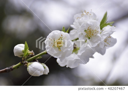 京都御苑桃園(桃花) 京都御苑桃園(桃花) 48207467