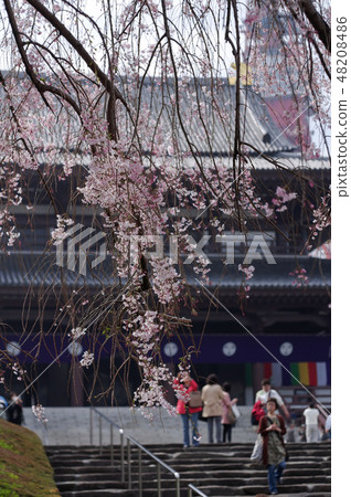吉野櫻花和寺廟主樓的山 48208486