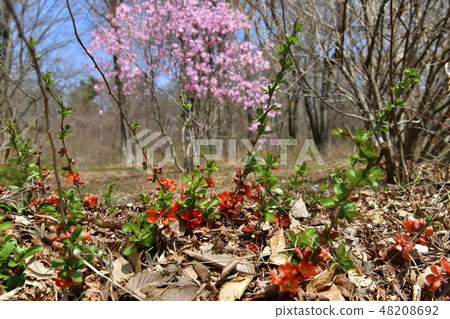 Flower blooming in Akagi Nature Park and Flower of Akashiyoshio Flower blooming in Akagi Nature Park and Flower of Akashiyoshio 48208692