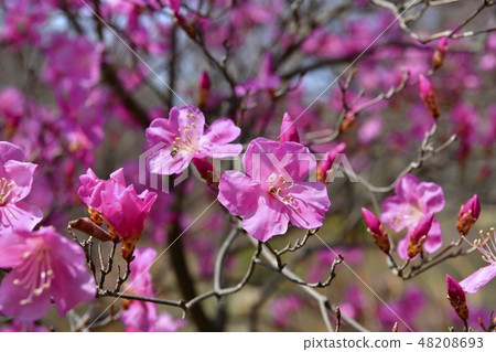 Akashiyoshi's flower blooming in Akagi Nature Park 48208693