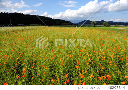 The autumn lake of the autumn leaves Kibanakosmos field 48208844