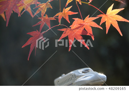 秋葉的圖像由Shinkansen遊覽 秋葉的圖像由Shinkansen遊覽 48209165