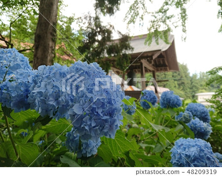 繡球花Dorima Zenkoji 48209319