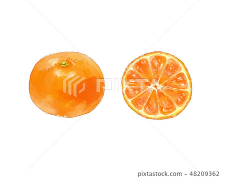 橘子 48209362