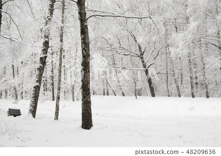 Winter landscape with a park 48209636
