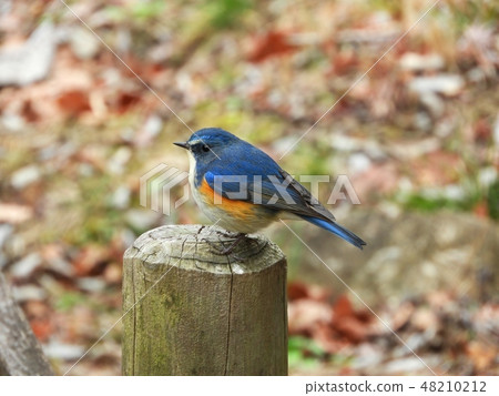 A happy blue bird / Ruribitaki 48210212