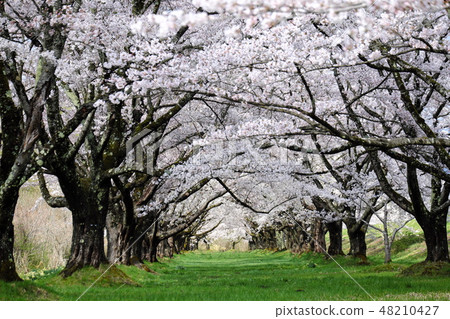 在清水河的櫻花 在清水河的櫻花 48210427