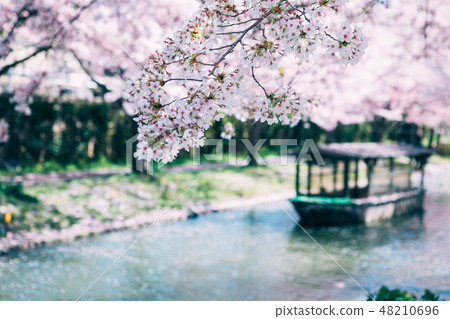 Yakushojima和船屋的櫻花盛開 48210696