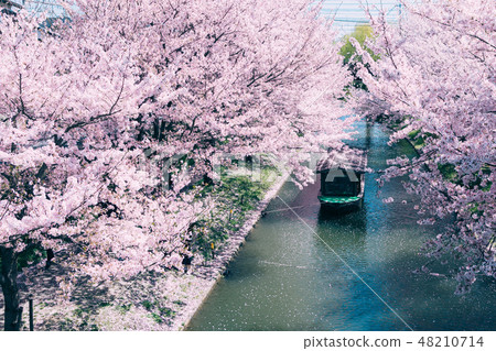 Yakushojima和船屋的櫻花盛開 Yakushojima和船屋的櫻花盛開 48210714