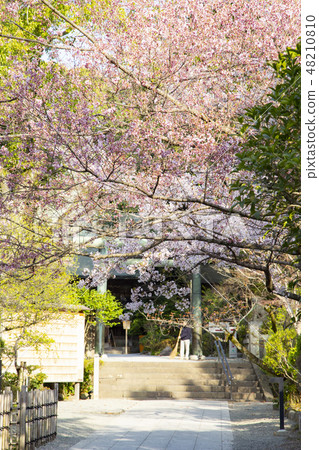 Hotoku二宮神社 48210810
