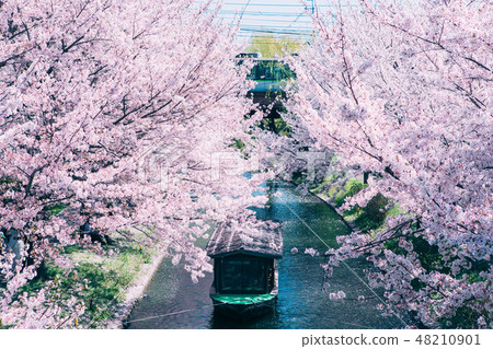 Cherry blossoms in Yakushojima and houseboats 48210901