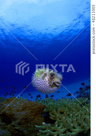 Hitsuji Raharisenbon 48211005