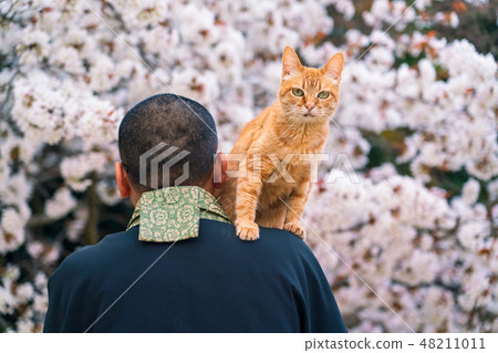 Cats and monks Cats and monks 48211011