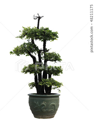Bonsai in pots on white background. Bonsai in pots on white background. 48211175