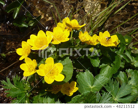 Caltha palustris-marsh plant with yellow petals. Caltha palustris-marsh plant with yellow petals. 48211512