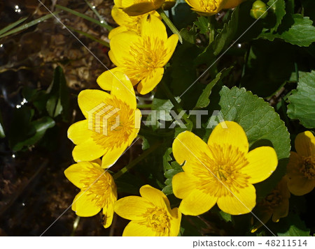 Caltha palustris-marsh plant with yellow petals. Caltha palustris-marsh plant with yellow petals. 48211514
