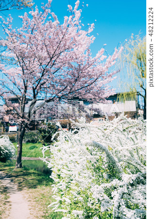 Cherry blossoms and snowflakes in Nakashojima Cherry blossoms and snowflakes in Nakashojima 48212224