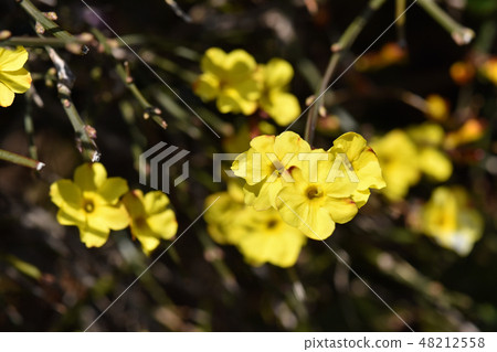 Yellow plum 48212558