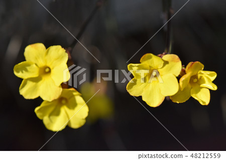 Yellow plum Yellow plum 48212559