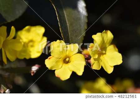 Yellow plum 48212561