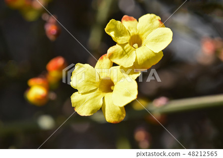 歐白（黃梅） 48212565