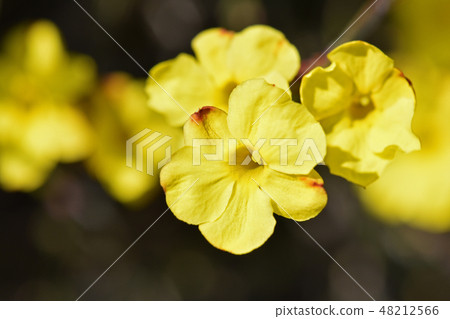 Yellow plum Yellow plum 48212566