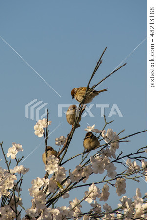 Yeouido, Yeongdeungpo-gu, Han River, Seoul 48213188