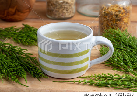 A cup of horsetail tea with fresh Equisetum  48213236