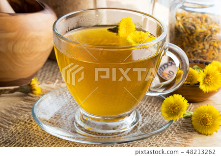 Fresh coltsfoot (Tussilago farfara) tea Fresh coltsfoot (Tussilago farfara) tea 48213262