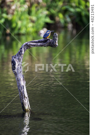 Wild bird Wild bird 48213491