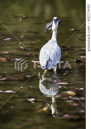 Wild bird Wild bird 48213493