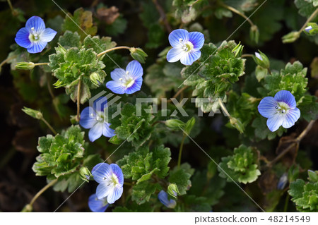 Ooouinunnguri (big dog scrotum) 48214549