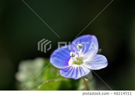 Ooouinunnguri (big dog scrotum) 48214551