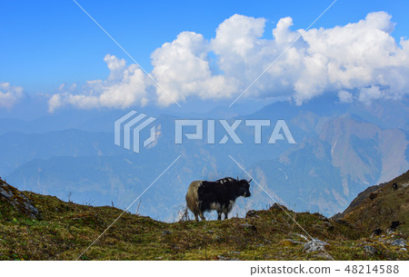 Yak cow on mountain of Annapurna, Nepal Yak cow on mountain of Annapurna, Nepal 48214588